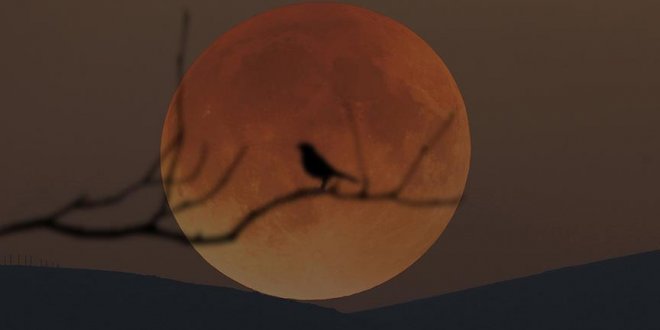En uzun 'Kanlı Ay' tutulması cuma günü yaşanacak