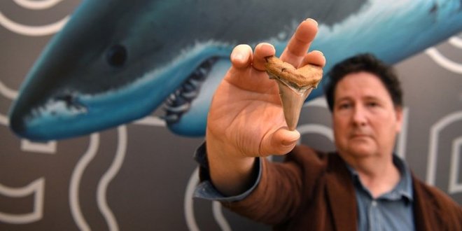 25 milyon yıllık dev köpek balığı dişi bulundu