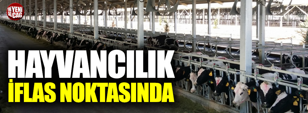 Türkiye'de hayvancılık iflas noktasında