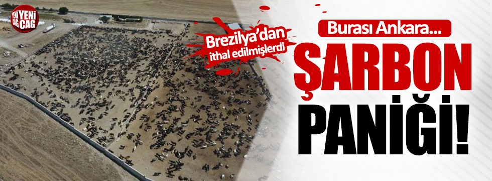 Ankara'da şarbon paniği
