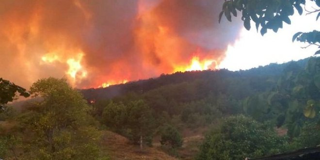 Çatalca'da orman yangını