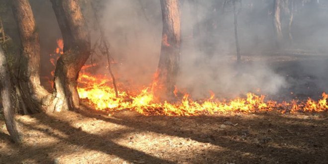 Milli parkta orman yangını