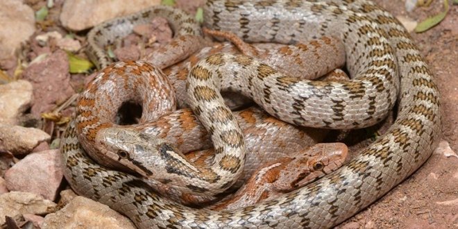 Keşfedilen yeni yılan türüne o isim verildi