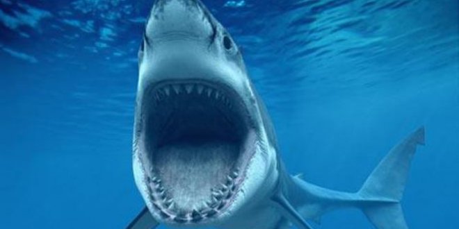 ABD'de köpekbalığı saldırısı: 1 ölü