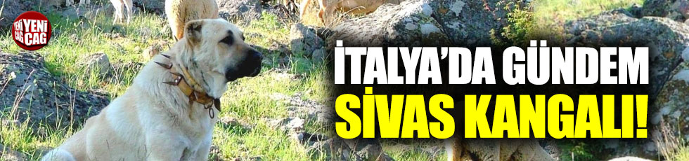 İtalya'da gündem Sivas Kangalı