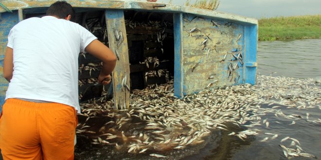 Hatay'da binlerce balık karaya vurdu