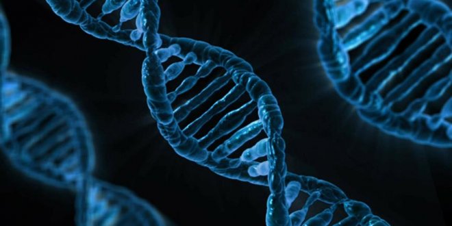 Tüketilen gıdanın DNA'ya 'net' etkileri tespit edildi