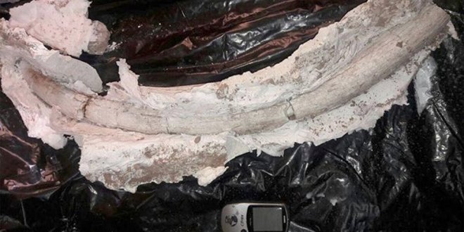 İran'da 20 milyon yıllık fildişi fosili bulundu