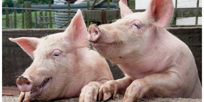 Ukrayna'da yapay domuz yağı icat edildi