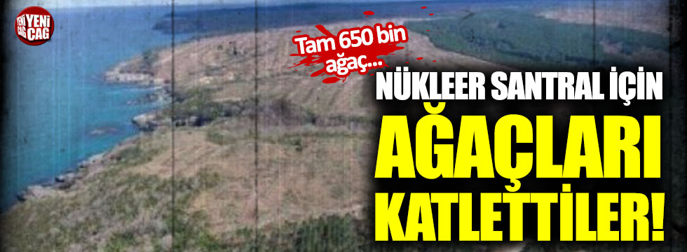 Nükleer santral için ağaçları katlettiler!