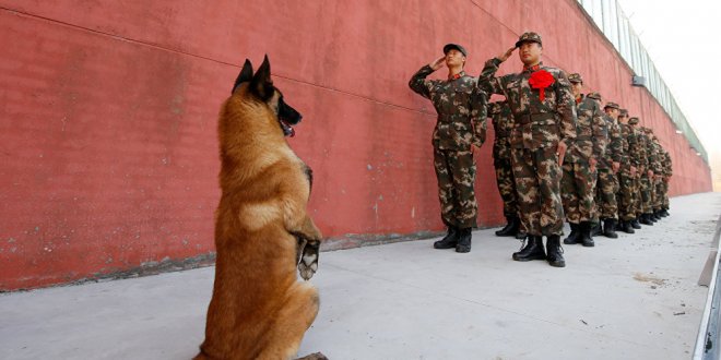Çin’den köpek gezdirme kararı