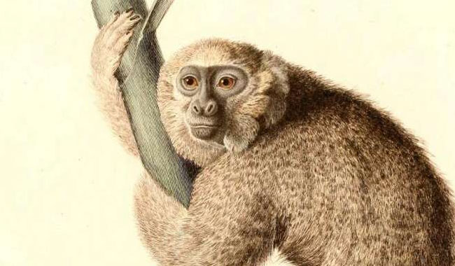 Jamaika maymunu, 11 milyon yıl önce Güney Amerika'dan gelmiş