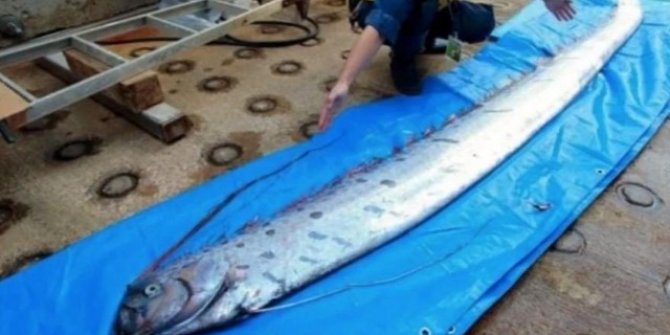 Japonya’da kürek balığı paniği