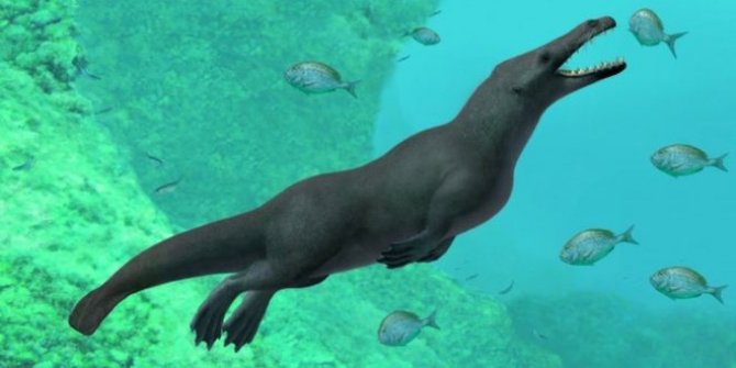 Peru'da 'dört bacaklı balina' fosili bulundu
