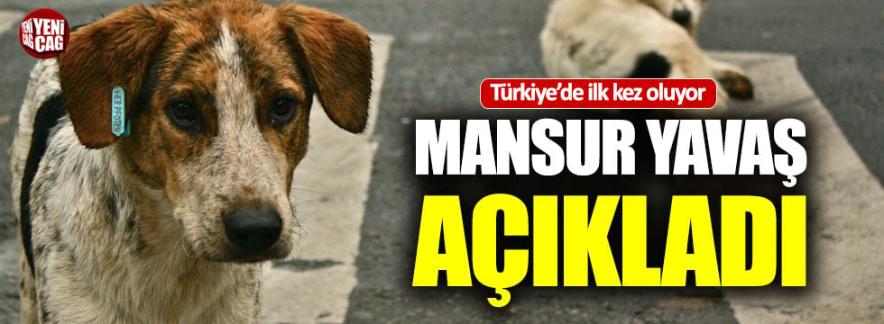 Ankara'daki köpek katliamına ilişkin Mansur Yavaş'tan yeni açıklama