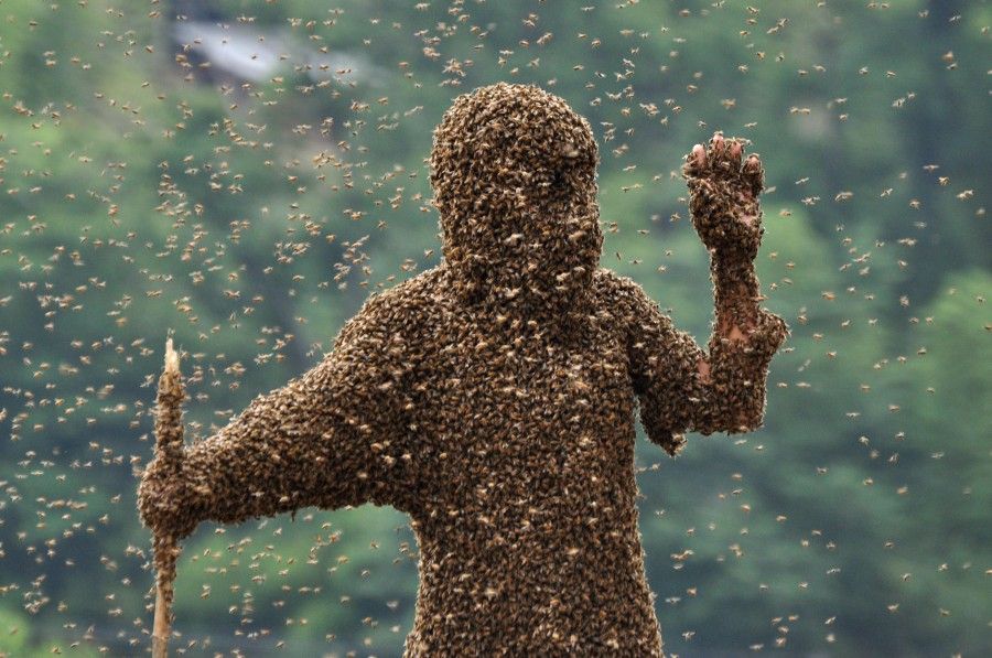 Sultangazi'de arı saldırısı paniği
