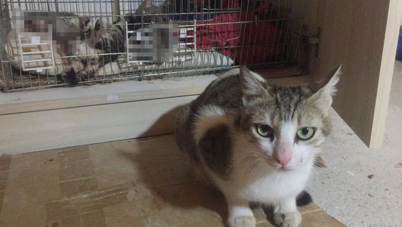 Bursa'da vahşet! Yavru kedilerin başını kesen cani aranıyor