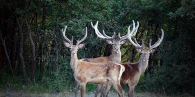 Orman Bakanlığı kızıl geyik avı için ihale açtı