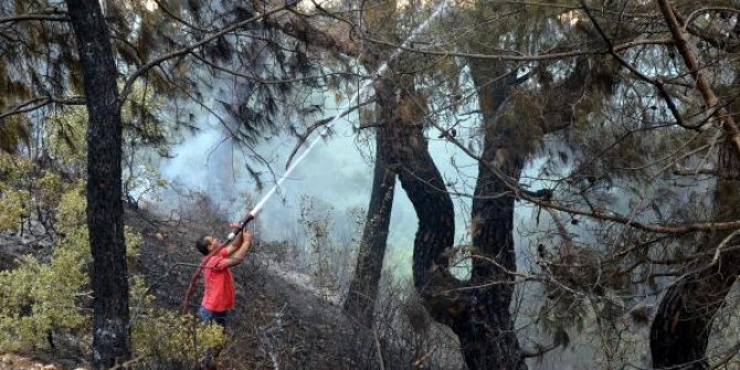 15 dekar orman arazisi kül oldu
