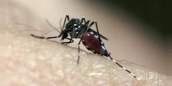 GDO'lu sivrisinekler hastalıkları yok edecek