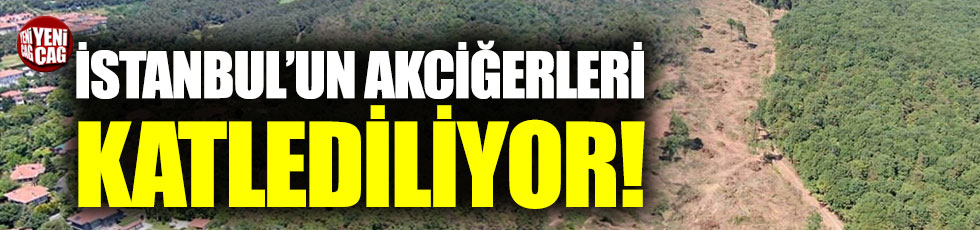İstanbul'da ağaç katliamı