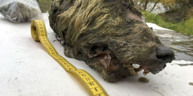 40 bin yıllık donmuş kurt kafası bulundu