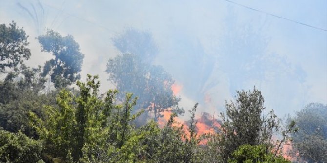 Bodrum'da yangın! Alevler yerleşim yerlerine yaklaştı