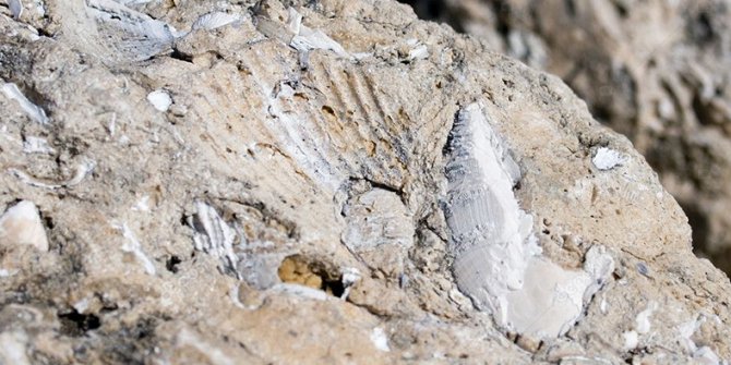 Sivas'ta bulunan fosiller dünya tarihine ışık tutacak