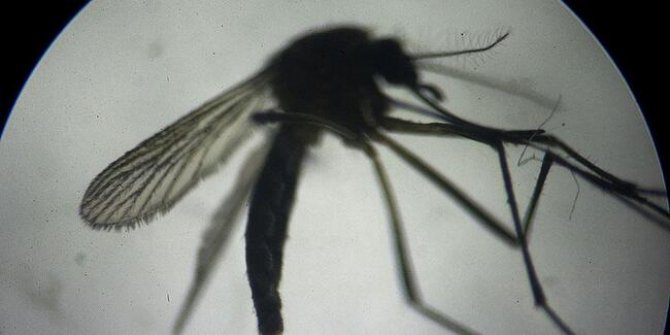 4 kişide "Batı Nil Virüsü" enfeksiyonu tespit edildi