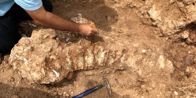 Hirfanlı'nın kıyısında 2 bine yakın fosil bulundu