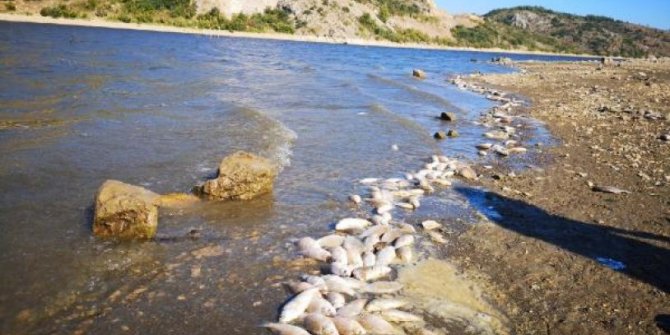 Bursa'da binlerce balık kıyıya vurdu