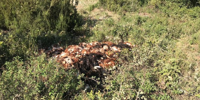 Toprağa gömülü 6 bin ölü tavuk bulundu