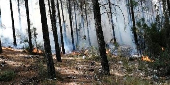 Mersin'de orman yangını kontrol altında