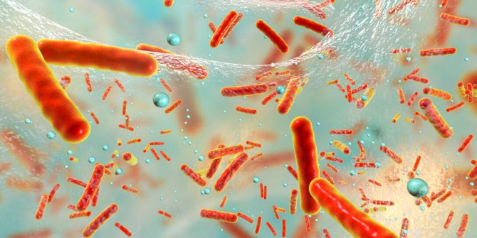 Bu bakteri pet ve naylonu parçalayabiliyor!