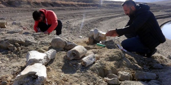 Kayseri'de 7.5 milyon yıllık yeni fosil bulundu
