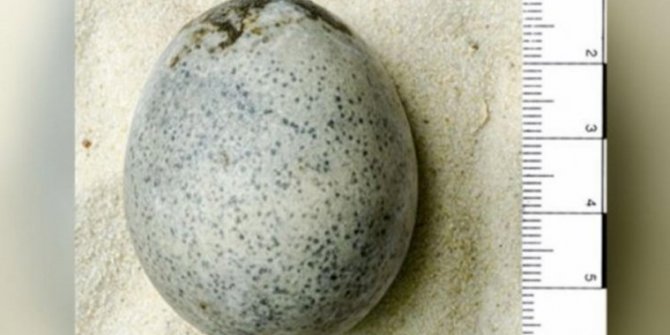 1700 yıllık yumurtaları yanlışlıkla kırdılar!