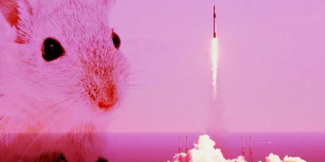 Uzaya gönderilen farelerden haber geldi