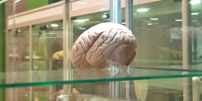Beyin implantları ile hafızayı güçlendirmek mümkün!