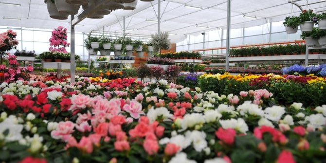 İBB, yerli çiçek üreticileri ile buluşacak