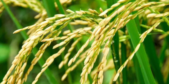 Bİlim insanlarından yeni araştırma: Pirinç taneleri verimi nasıl artılır