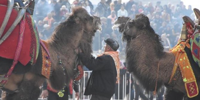 İzmir'deki deve güreşlerine tepki