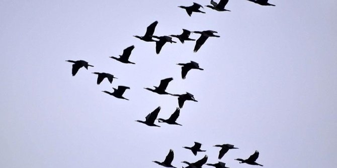 Veterinerlerden uyarı: 'Ölü kuşlara dokunmayın'