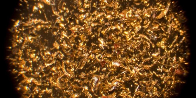 Bakterilerle yüzde 99 saflığında altın üretildi!