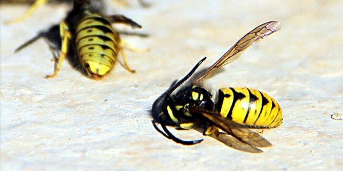 Yaban arılarının nesli tehlike altında!
