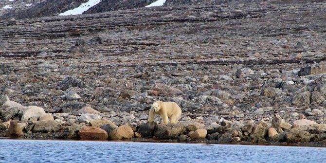 Antartika'da rekor! Kutup bölgeleri hızla ısınıyor