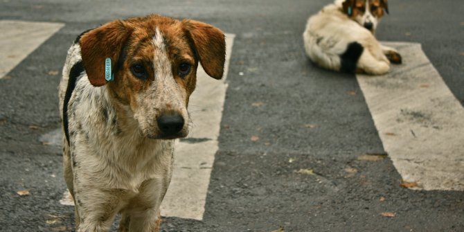 AKP'li belediyeden tepki çeken cevap: Köpekler görüntü kirliliği