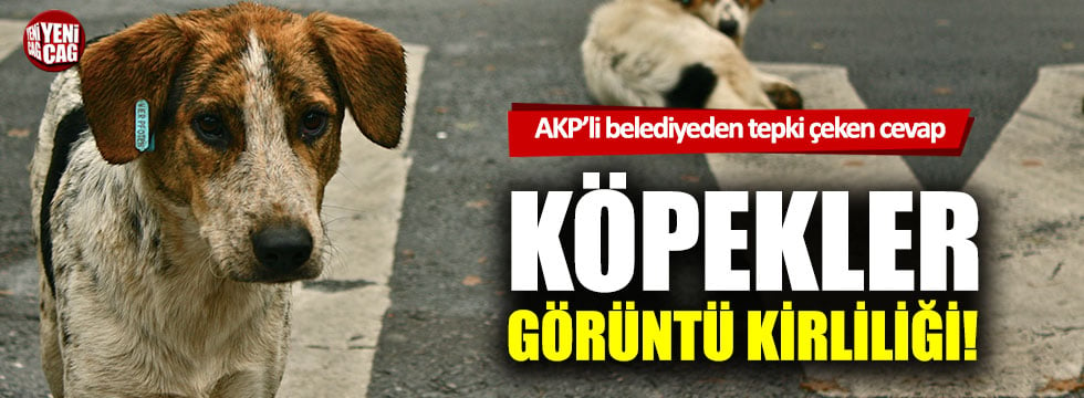 AKP'li belediyeden tepki çeken cevap: Köpekler görüntü kirliliği