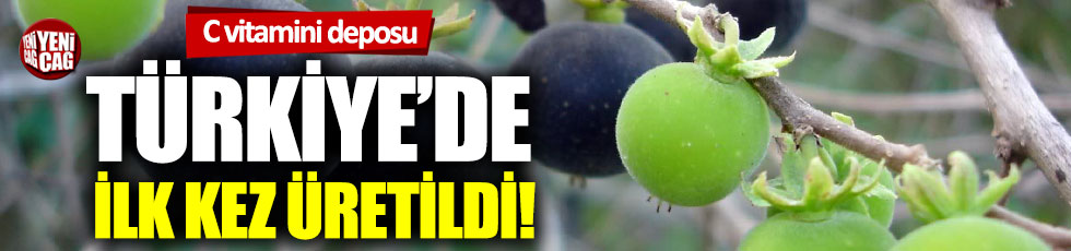 Ketembilla Antalya'da ilk meyvelerini verdi