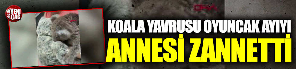 Koala yavrusu oyuncak ayıyı annesi zannetti