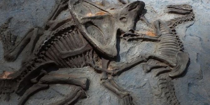 66 milyon yıllık dinozor fosilinde kanser teşhisi!